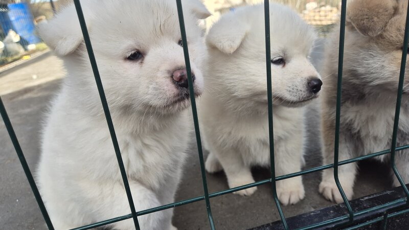 Pui Akita Inu japonez