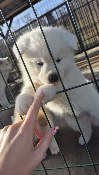 Pui Akita Inu japonez