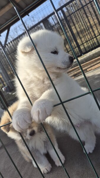 Pui Akita Inu japonez