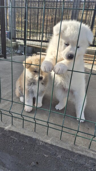 Pui Akita Inu japonez