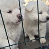 Pui Akita Inu japonez